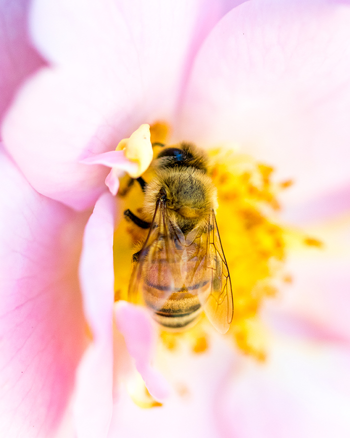 Bienengift Anti Aging: Natürliche Alternative zu Retinol: Biene auf rosa Blume