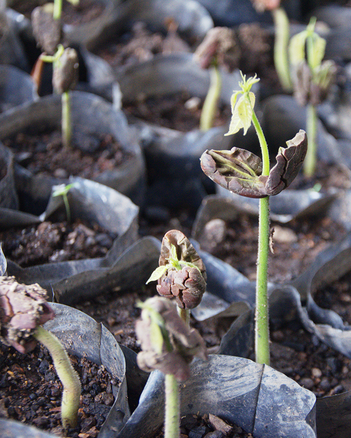 Nachhaltiges Geschenk: Gratis Baumpflanz-Aktion entdecken und den faszinierenden Pando-Wald kennenlernen.